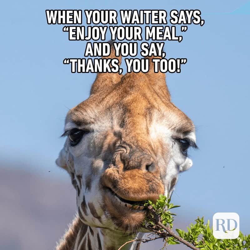 animal memes, funny animal memes, creature memes, beast memes, critter jokes, hilarious wildlife, comedic fauna, wild animal memes, safari jokes, untamed laughs, cute animal memes, adorable beast pics, fluffy funnies