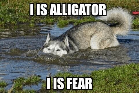 animal memes, funny animal memes, creature memes, beast memes, critter jokes, hilarious wildlife, comedic fauna, wild animal memes, safari jokes, untamed laughs, cute animal memes, adorable beast pics, fluffy funnies