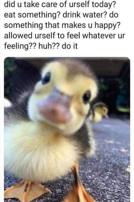 animal memes, funny animal memes, creature memes, beast memes, critter jokes, hilarious wildlife, comedic fauna, wild animal memes, safari jokes, untamed laughs, cute animal memes, adorable beast pics, fluffy funnies