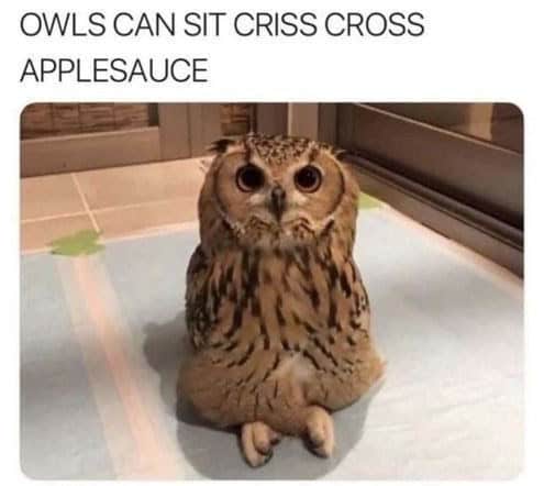 animal memes, funny animal memes, creature memes, beast memes, critter jokes, hilarious wildlife, comedic fauna, wild animal memes, safari jokes, untamed laughs, cute animal memes, adorable beast pics, fluffy funnies