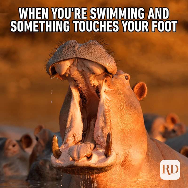 animal memes, funny animal memes, creature memes, beast memes, critter jokes, hilarious wildlife, comedic fauna, wild animal memes, safari jokes, untamed laughs, cute animal memes, adorable beast pics, fluffy funnies