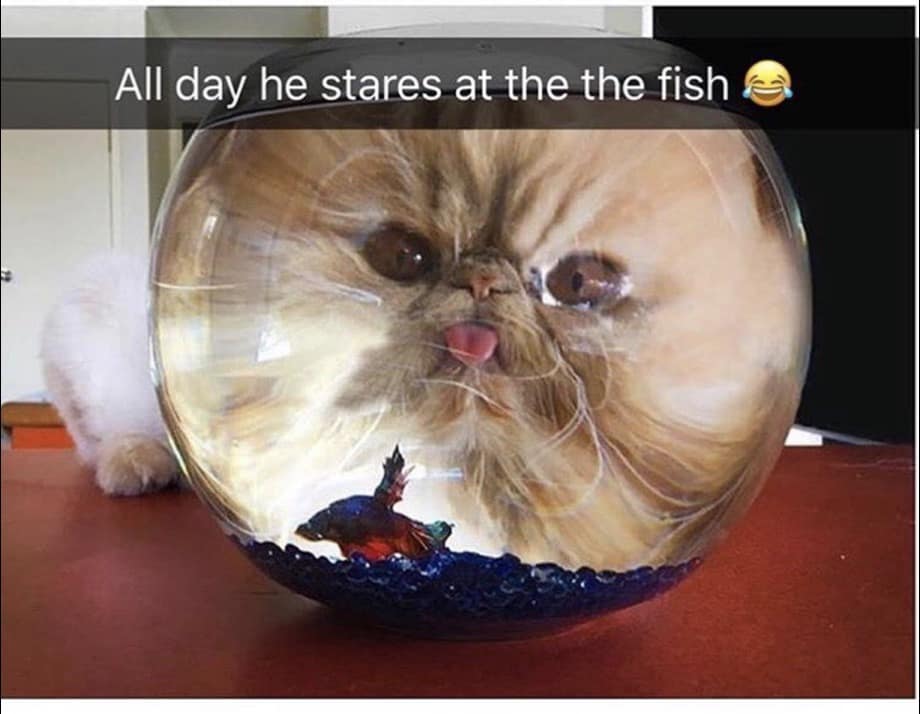 viral classic meme featuring a wide-angle photo of a ginger cat staring into a round fishbowl. The refraction of the water and glass makes the cat's face appear massive, distorted, and hilarious as it stares at a small betta fish. The caption reads: "All day he stares at the the fish 😂."