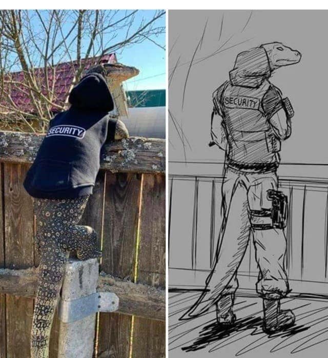 classic meme comparison featuring a real monitor lizard wearing a black "SECURITY" hoodie while peering over a garden fence. Next to it is a detailed character sketch reimagining the lizard as a buff, anthropomorphic tactical guard in military pants and boots.
