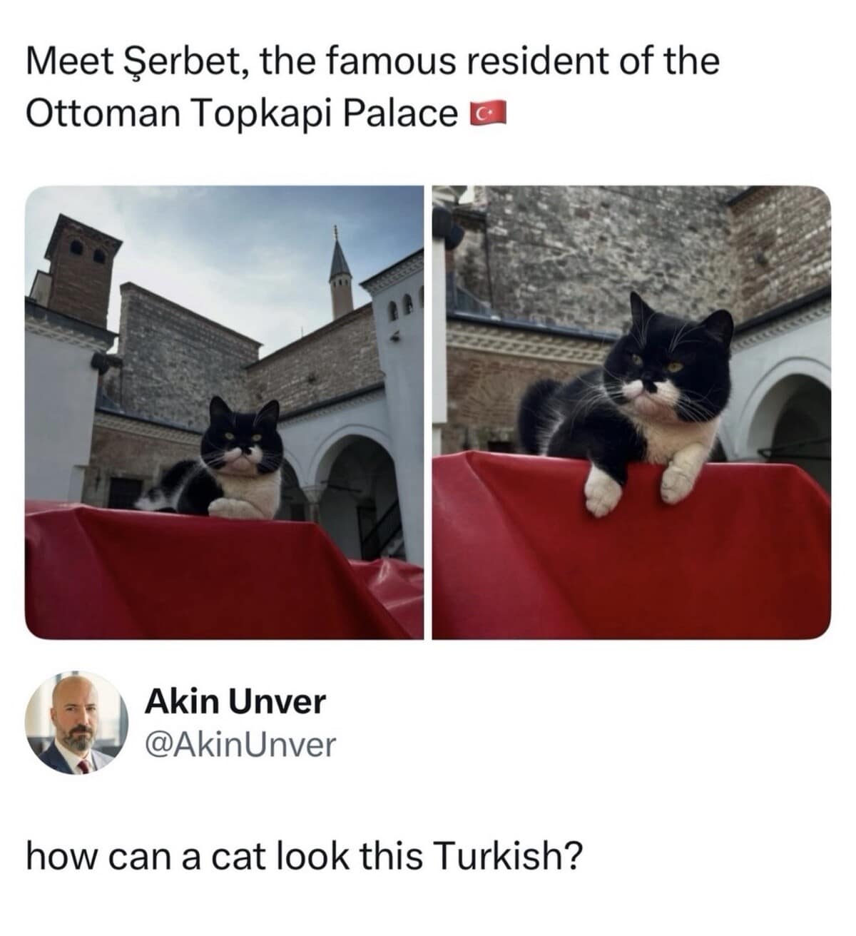 wholesome and visual classic meme showcasing "Şerbet," a famous tuxedo cat residing in the Ottoman Topkapi Palace in Turkey. The cat features a prominent white "mustache" marking, prompting the tweet from Akin Unver: "how can a cat look this Turkish?"