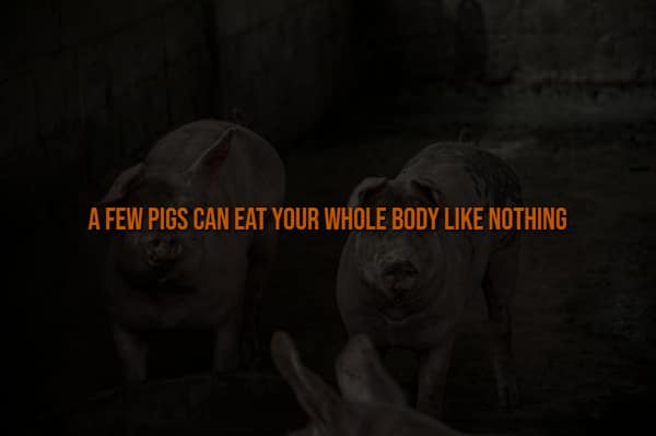 A brutal and creepy fact displayed over a dark photograph of large pigs, bluntly stating the horrifying reality that a small group of pigs can consume an entire human body with absolute ease.