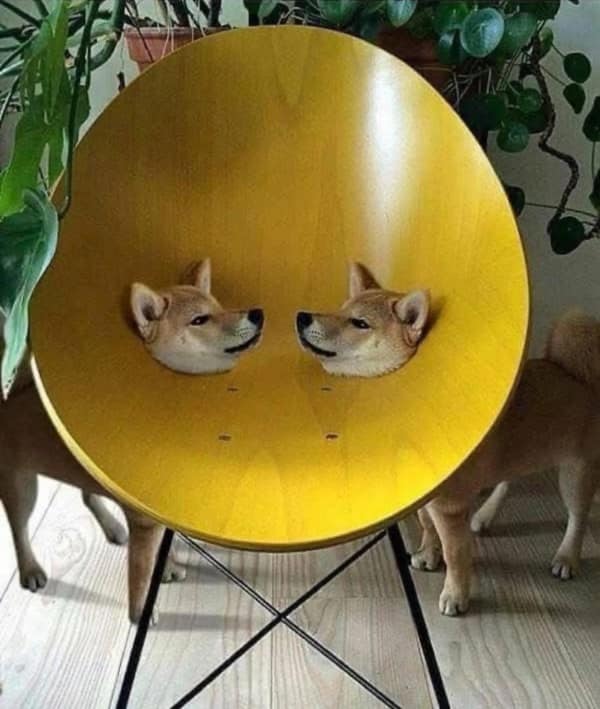 A cursed image of a chair that looks like it has two Shiba Inu dog heads growing out of the back.