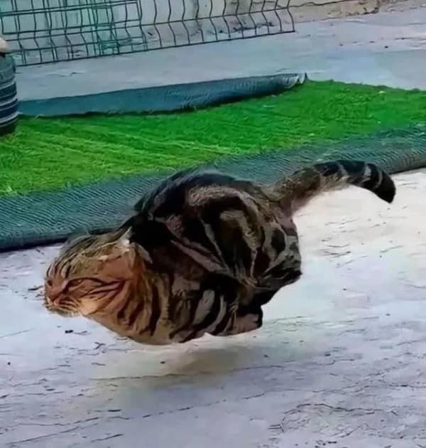 A cursed image of a cat that appears to be floating, frozen in a "hovercat" pose.