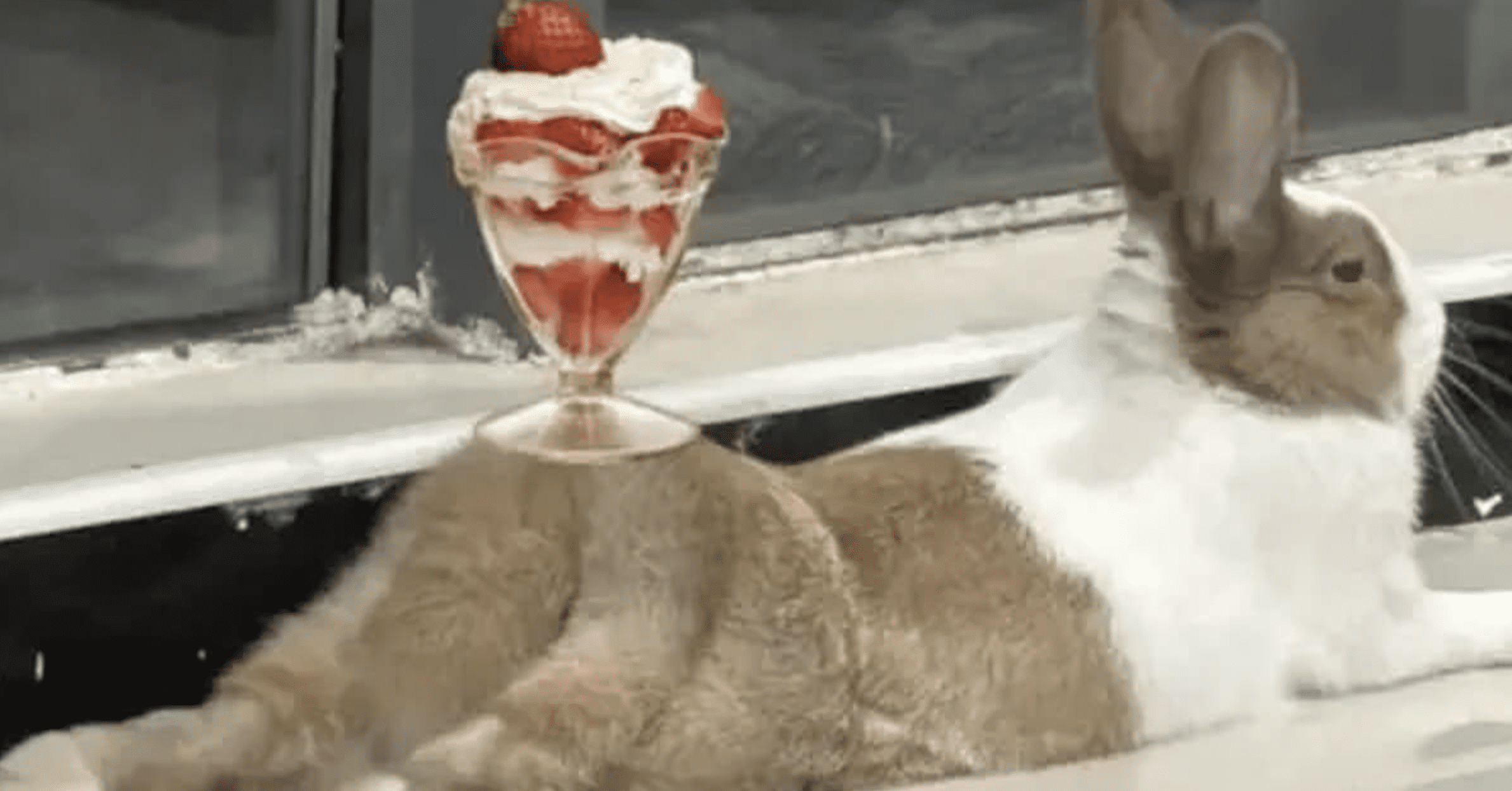 A gallery of the best cursed images from the internet, featuring bizarre and funny pictures with zero context.