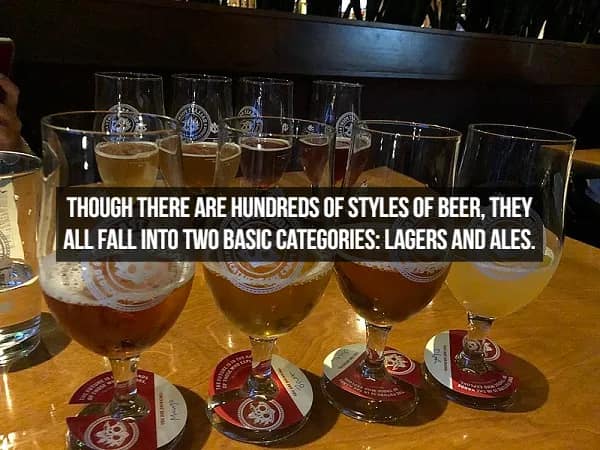 A vibrant beer flight showcases five glasses ranging from hazy gold to deep mahogany. The text breaks down the fundamentals of facts about beer: "Though there are hundreds of styles of beer, they all fall into two basic categories: lagers and ales."