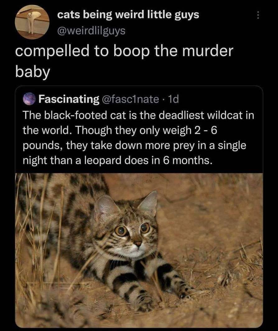 A fun fact post about the black-footed cat being the deadliest wildcat in the world.