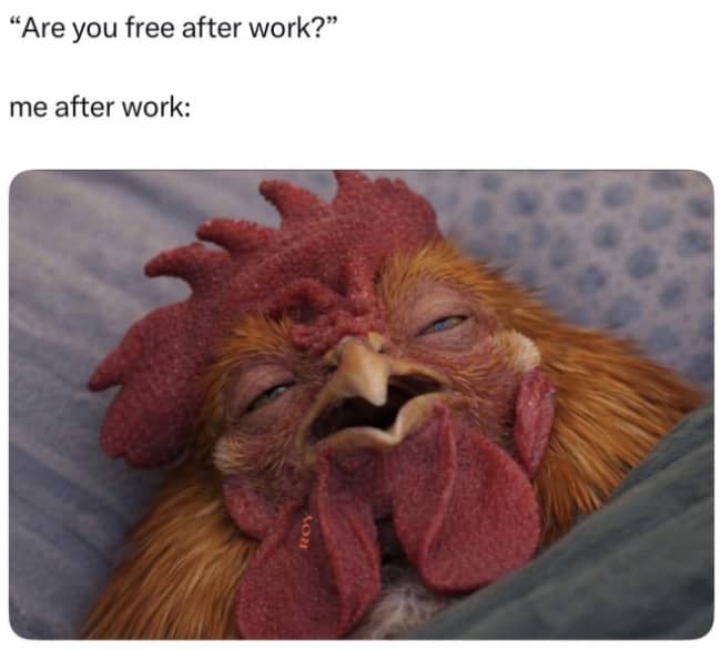 Exhausted rooster sleeping open-mouthed representing relatable "free after work" tired meme