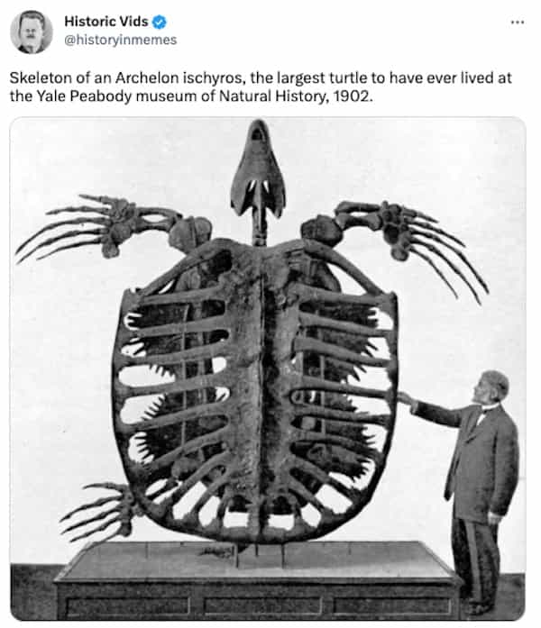 Skeleton of an Archelon ischyros, the largest turtle to have ever lived at the Yale Peabody museum of Natural History, 1902.