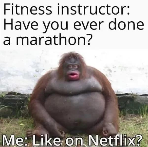 A hilarious meme tweet by @bbellaaaa showing a silver hatchback with a massive side-panel advertisement for probiotics. The ad reads "PROBIOTICS FOR YOUR PANTY HAMSTER," prompting the user's shocked reaction: "I'm sorry my WHAT."