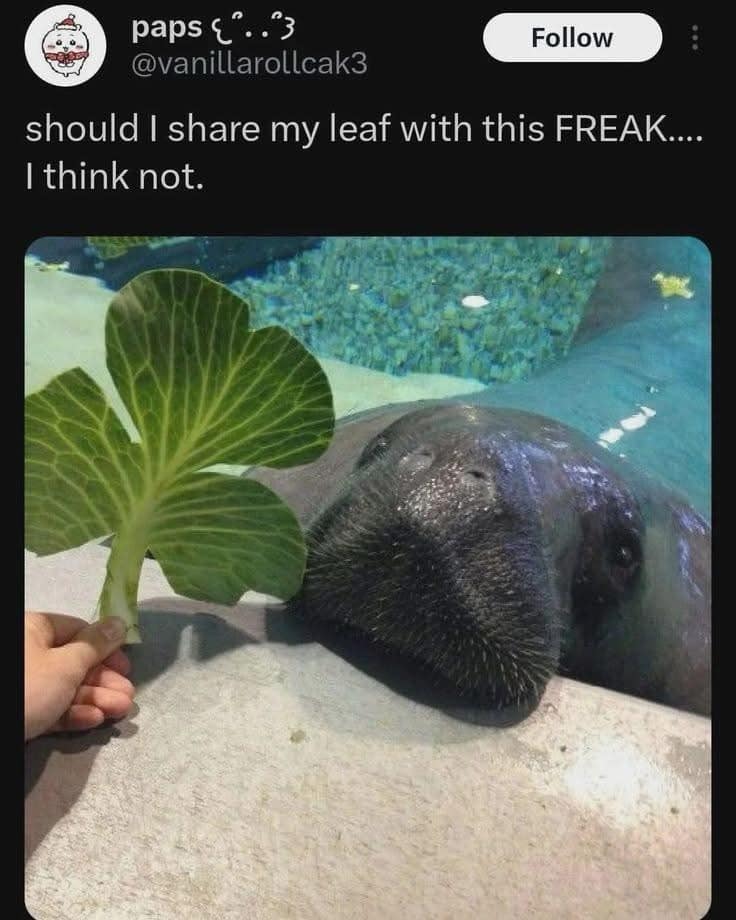 animal-themed funny meme from user @vanillarollcak3. The photo shows a hand holding a large, green leaf of cabbage in front of a manatee’s snout at an aquarium, captioned: "should I share my leaf with this FREAK.... I think not."