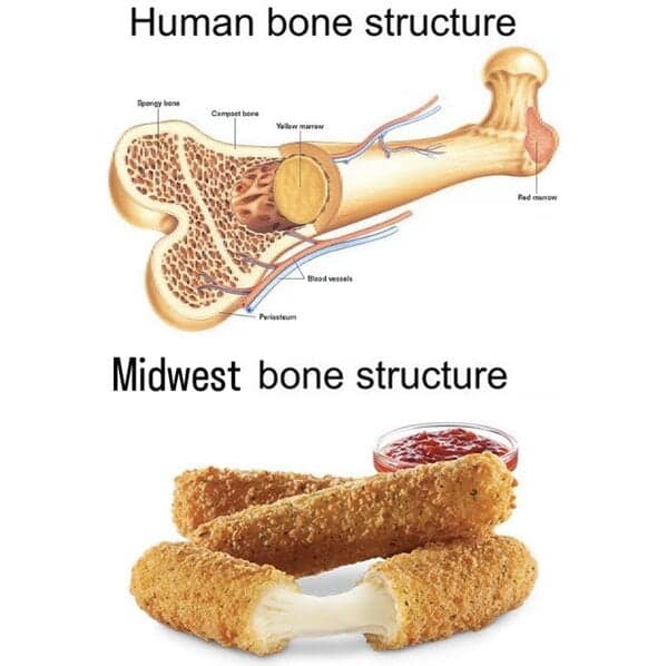 A biological midwest meme comparing "Human bone structure" (a medical diagram of a femur) with "Midwest bone structure"—a photo of golden-brown mozzarella sticks with a satisfying cheese pull.
