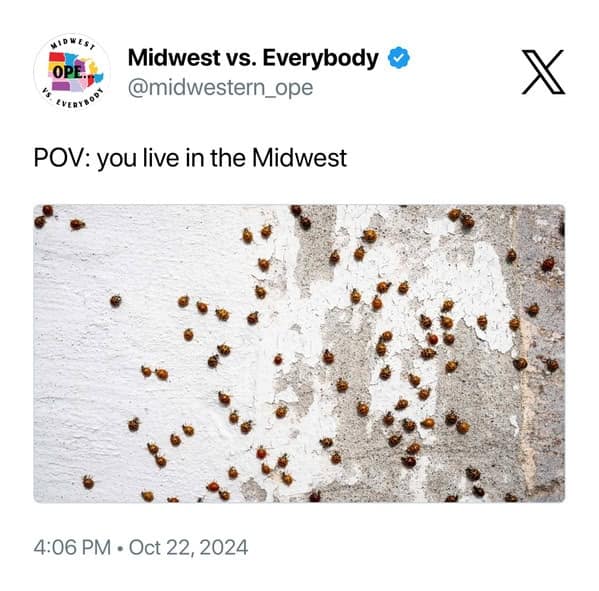 midwest meme showing a "POV" of a white wall covered in dozens of invasive Asian lady beetles (ladybugs). The caption notes this as a standard experience of living in the region during the change of seasons.