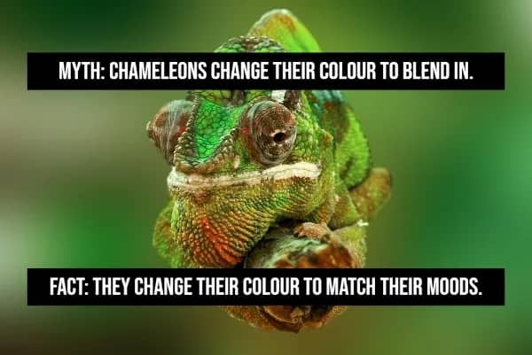Vibrant green chameleon close-up myth vs fact color changes reflect mood not camouflage