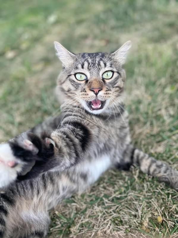 A perfectly timed photo of a tabby cat reaching for the camera, making it look like a selfie.