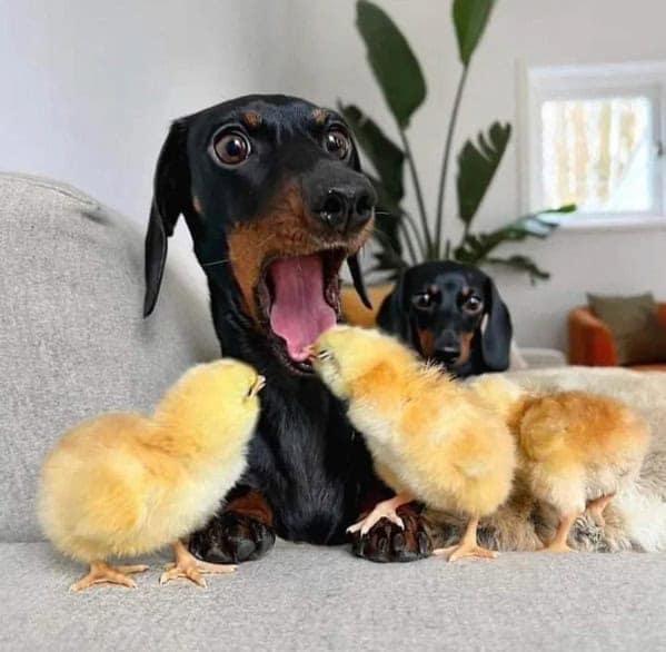 A perfectly timed photo of a dachshund yawning while surrounded by several baby chicks.