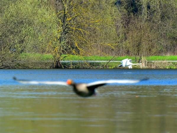 A perfectly timed photo of a bird flying low over the water, creating a cool motion blur effect.