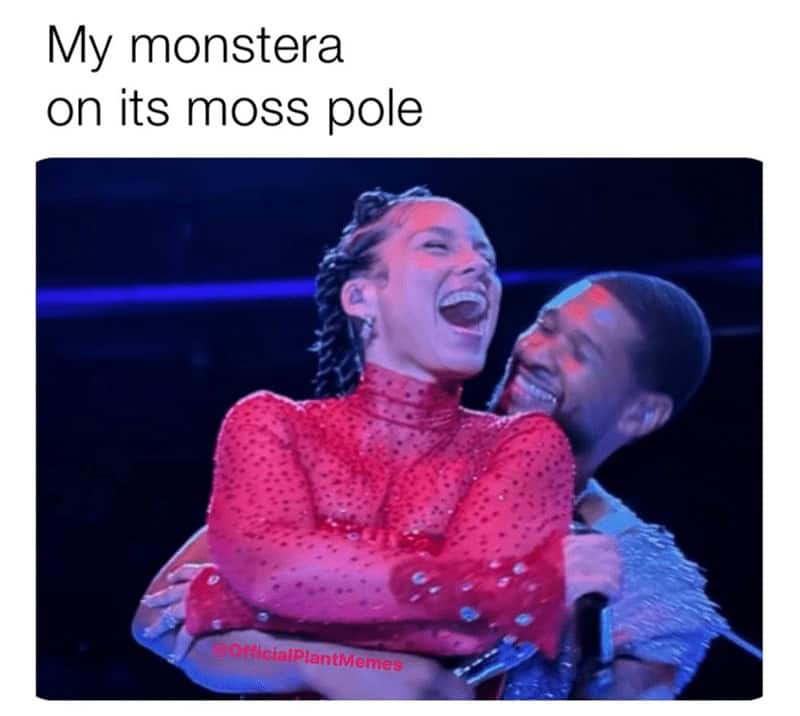 plant memes, gardening memes, botanical memes, greenery memes, horticulture memes, garden memes, plant parent memes, green thumb jokes, plant parent jokes, horticultural humor, indoor plant humor, houseplant humor, potted plant memes