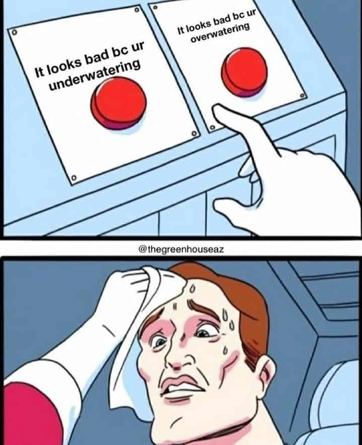 plant memes, gardening memes, botanical memes, greenery memes, horticulture memes, garden memes, plant parent memes, green thumb jokes, plant parent jokes, horticultural humor, indoor plant humor, houseplant humor, potted plant memes