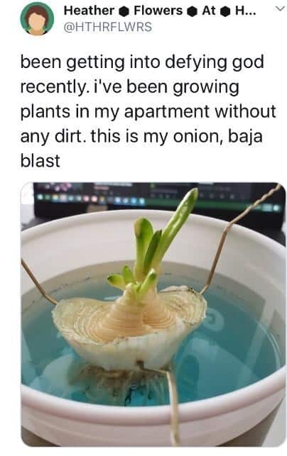 plant memes, gardening memes, botanical memes, greenery memes, horticulture memes, garden memes, plant parent memes, green thumb jokes, plant parent jokes, horticultural humor, indoor plant humor, houseplant humor, potted plant memes