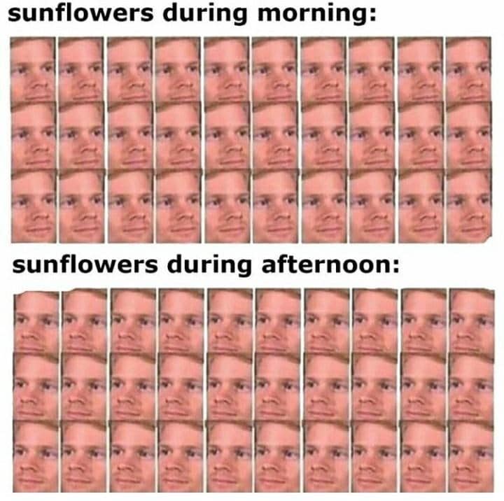 plant memes, gardening memes, botanical memes, greenery memes, horticulture memes, garden memes, plant parent memes, green thumb jokes, plant parent jokes, horticultural humor, indoor plant humor, houseplant humor, potted plant memes