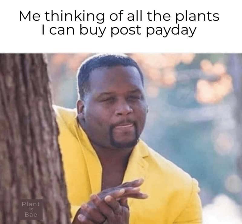 plant memes, gardening memes, botanical memes, greenery memes, horticulture memes, garden memes, plant parent memes, green thumb jokes, plant parent jokes, horticultural humor, indoor plant humor, houseplant humor, potted plant memes