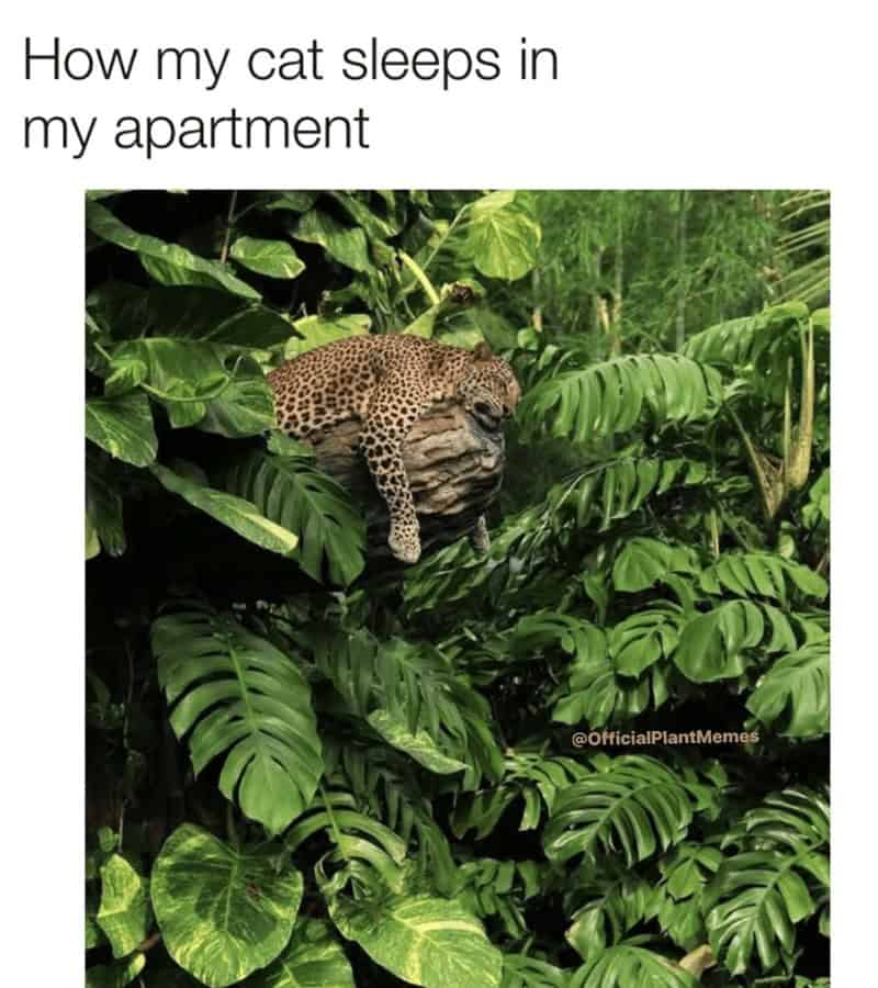 plant memes, gardening memes, botanical memes, greenery memes, horticulture memes, garden memes, plant parent memes, green thumb jokes, plant parent jokes, horticultural humor, indoor plant humor, houseplant humor, potted plant memes