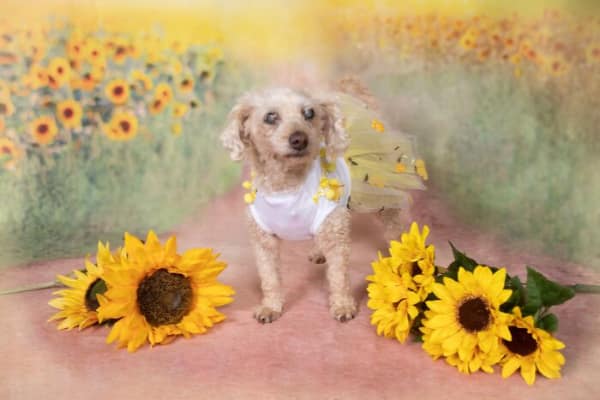 Small white poodle mix wearing a yellow tutu among sunflowers senior dog photo.