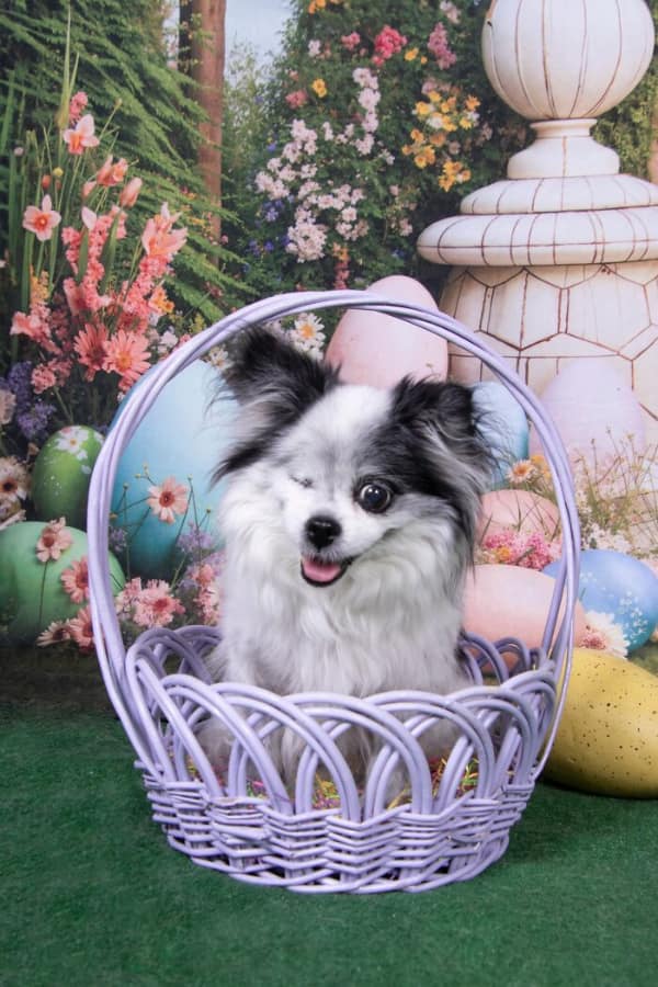 One-eyed senior dog winking in a purple Easter basket senior dog photo