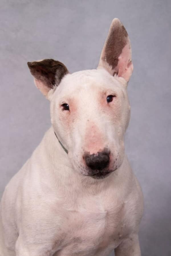 White Bull Terrier with one ear up and one ear down senior dog photo.