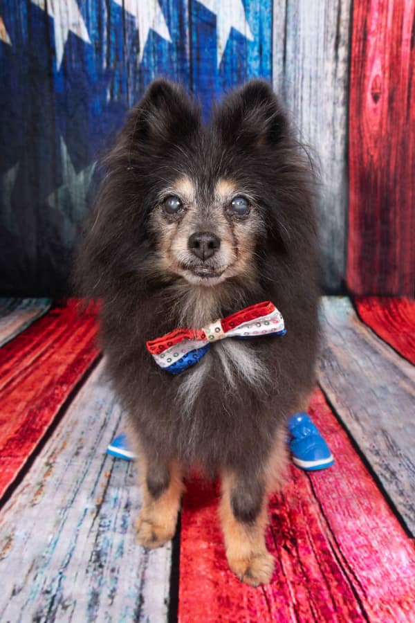 Black Pomeranian wearing a patriotic bow tie and blue shoes senior dog photo.