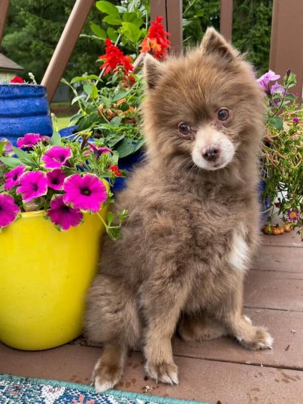 Fluffy brown Pomeranian sitting on a deck with pink flowers senior dog photo.