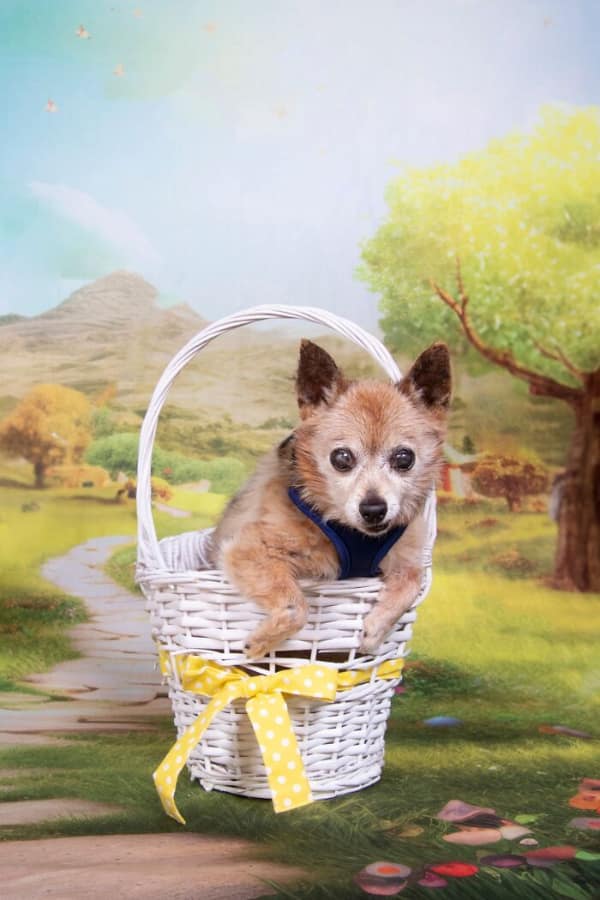 Scruffy terrier chihuahua mix sitting in a white basket outdoors senior dog photo.