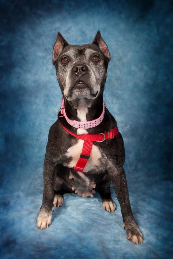 Grey-faced Pitbull mix wearing a pink collar looking dignified senior dog photo.
