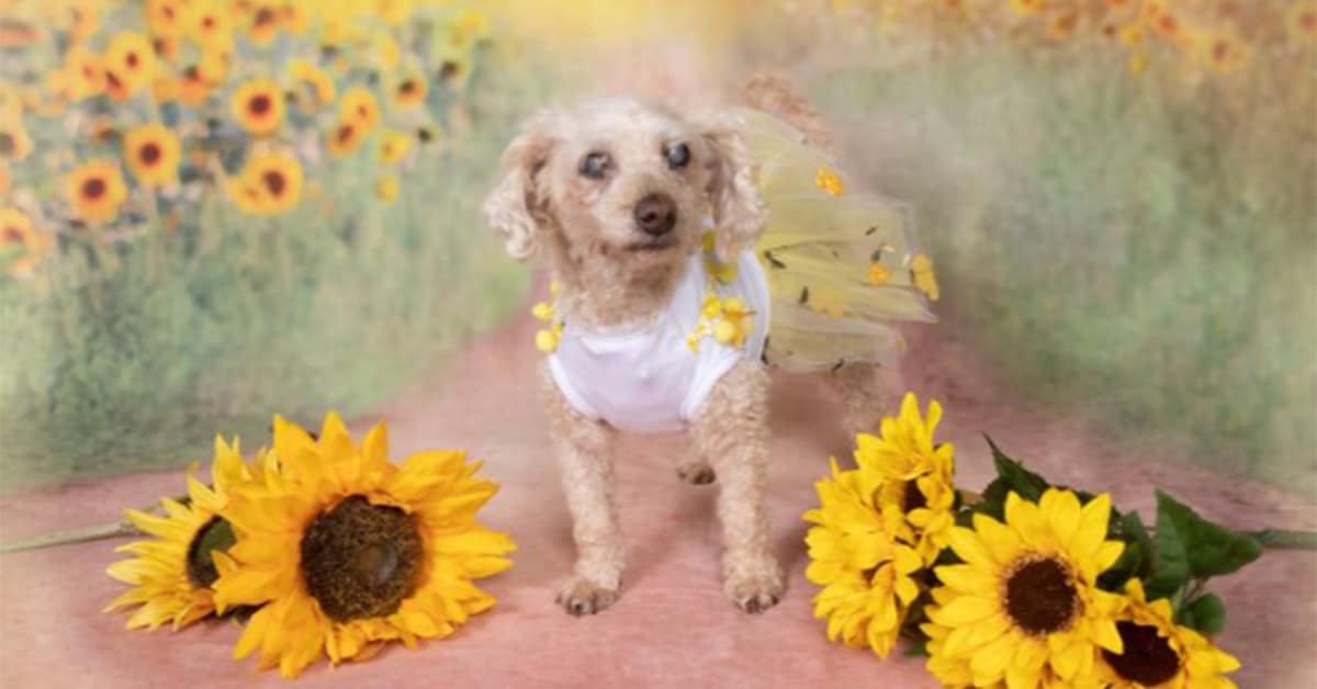 A heartwarming collection of cute senior dogs featuring a Bull Terrier, a winking pup in a basket, and a Pitbull with a sugar face in a senior dog photo gallery.