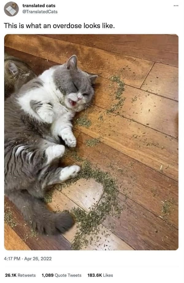 Stoner memes This is what an overdose looks like. catnip