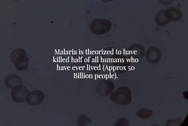 Microscopic view of blood cells with text about malaria killing half of all humans ever lived.